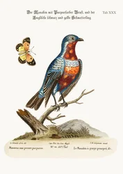 Der Hahn Purpurbrust-Manakin, 1749-73